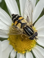 Helophilus trivittatus