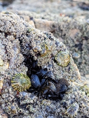 Pachygrapsus marmoratus