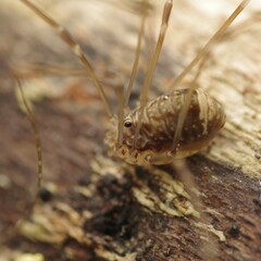 Leiobunum blackwalli