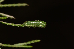 Callophrys gryneus