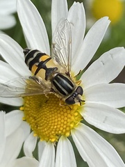 Helophilus trivittatus