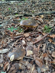 Neoboletus erythropus