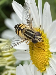 Helophilus trivittatus