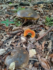 Neoboletus erythropus