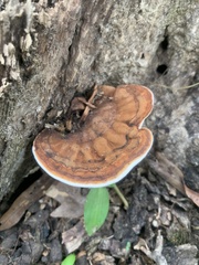 Ganoderma lobatum