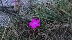 Dianthus deltoides