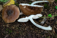 Pluteus