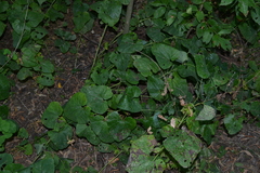Aristolochia clematitis