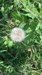 Taraxacum erythrospermum
