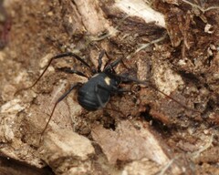 Nemastoma bimaculatum