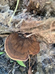 Ganoderma lobatum