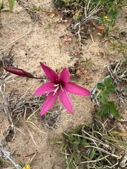Hesperantha pauciflora