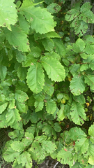 Quercus montana