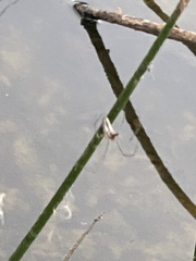 Argyrodes antipodianus