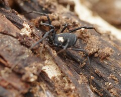 Nemastoma bimaculatum