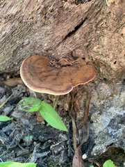 Ganoderma lobatum