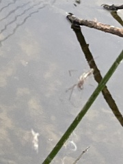 Argyrodes antipodianus