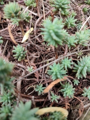 Petrosedum rupestre