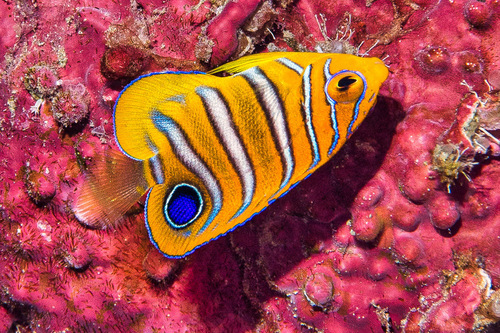Regal Angelfish
