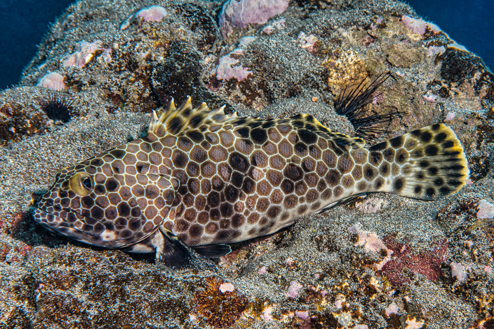 Snubnose Grouper
