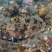 Snubnose Grouper - Photo (c) François Libert, some rights reserved (CC BY-NC), uploaded by François Libert