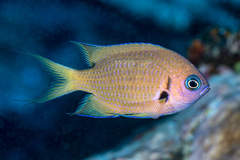 Pycnochromis pacifica