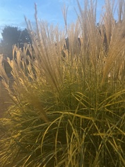 Miscanthus