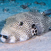 Starry Puffer - Photo (c) François Libert, some rights reserved (CC BY-NC), uploaded by François Libert