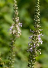 Teucrium canadense