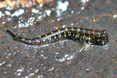 Istiblennius dussumieri
