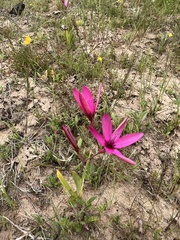 Hesperantha pauciflora