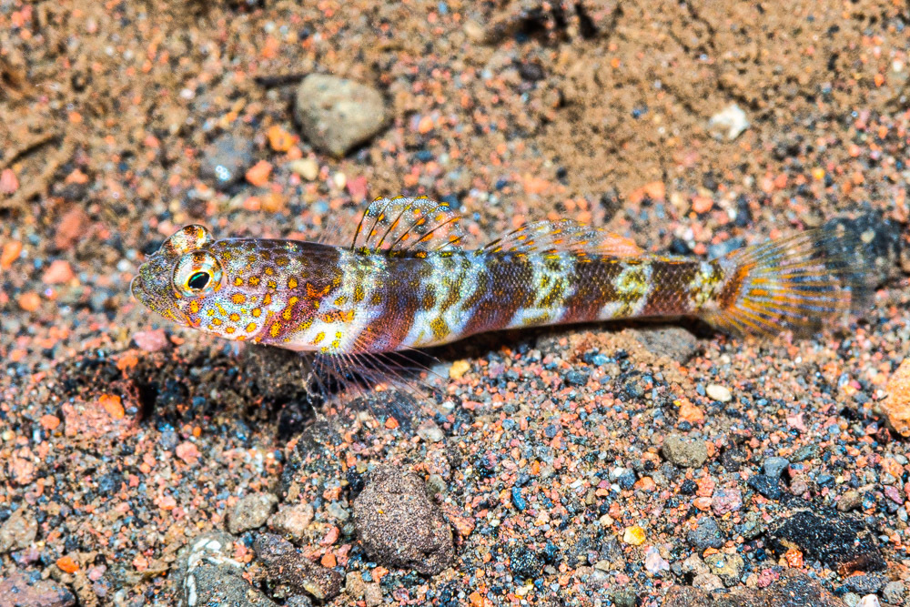 Periophthalma Prawn-Goby