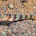 Broad-banded Shrimpgoby - Photo (c) François Libert, some rights reserved (CC BY-NC), uploaded by François Libert