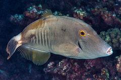 Cantherhines dumerilii