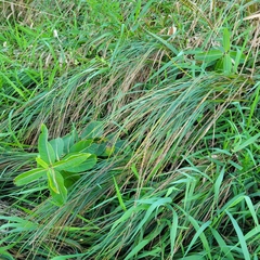 Sporobolus michauxianus