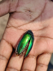 Sternocera