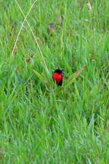 Leistes militaris