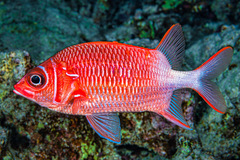 Sargocentron caudimaculatum