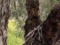 Cracticus nigrogularis