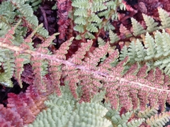 Dryopteris fragrans