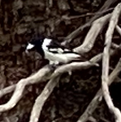Cracticus nigrogularis