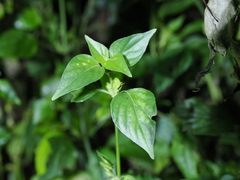 Dicliptera chinensis