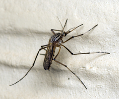 Aedes vittiger