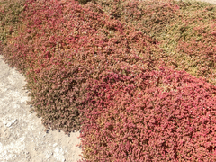 Mesembryanthemum nodiflorum