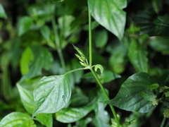 Dicliptera chinensis