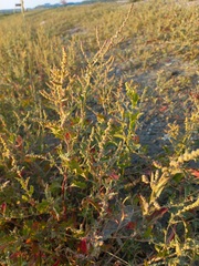 Atriplex tatarica