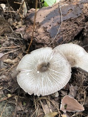 Agaricus placomyces