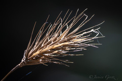 Elymus glabriflorus