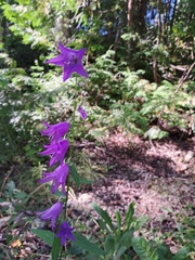 Campanula rapunculoides