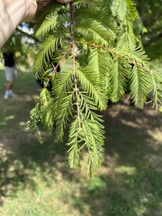 Metasequoia